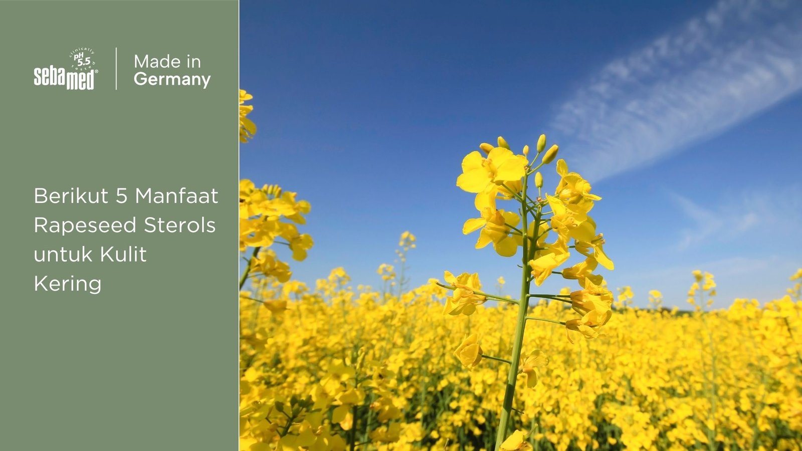 Manfaat rapeseed sterols